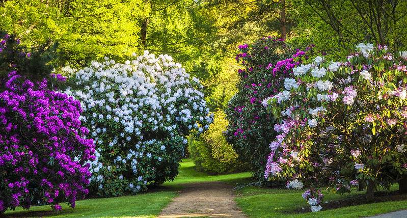 Bowood's Woodland Gardens